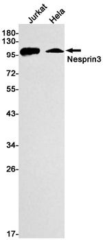 Nesprin3 Rabbit mAb Antibody
