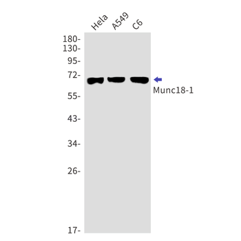 Syntaxin Binding Protein 1 Rabbit Monoclonal Antibody
