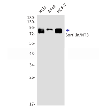 Sortilin Rabbit mAb Antibody
