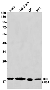 SKP1 Rabbit mAb Antibody
