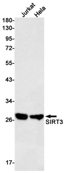 SIRT3 Rabbit mAb Antibody