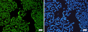 SF3B3 Rabbit mAb Antibody
