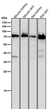 SCIN Rabbit mAb
