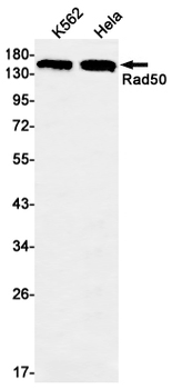 Rad50 Rabbit Monoclonal Antibody