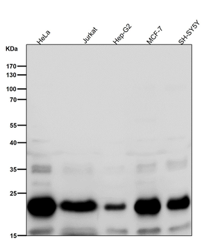 Rac3 Rabbit mAb
