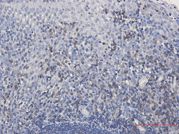 SHP1 Rabbit mAb Antibody
