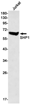 SHP1 Rabbit mAb Antibody