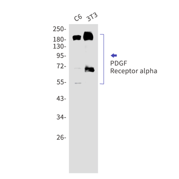 PDGFR alpha Rabbit mAb Antibody