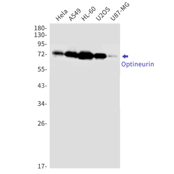 Optineurin Rabbit Monoclonal Antibody