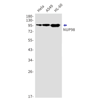 NUP98 Rabbit mAb Antibody