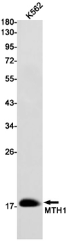 MTH1 Rabbit mAb Antibody