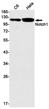 Notch1 Rabbit mAb Antibody