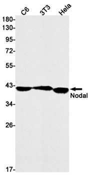 Nodal Rabbit mAb Antibody