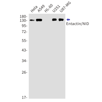 Entactin Rabbit mAb Antibody