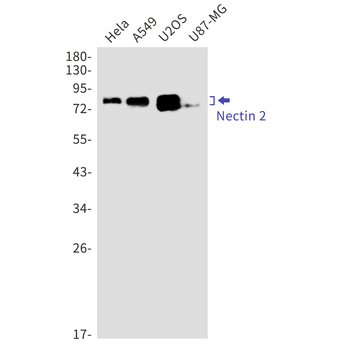 Nectin 2 Rabbit mAb Antibody