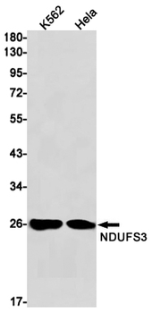 NDUFS3 Rabbit mAb Antibody