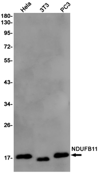 NDUFB11 Rabbit Monoclonal Antibody