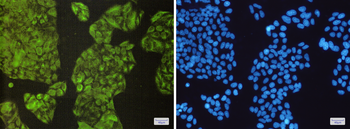 NCK2 Rabbit mAb Antibody
