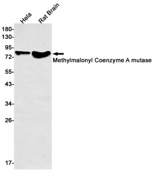 Methylmalonyl Coenzyme A mutase Rabbit mAb Antibody