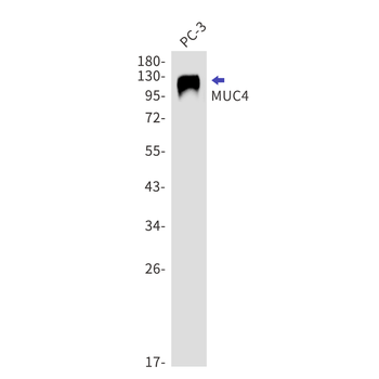 Mucin 4 Rabbit mAb Antibody