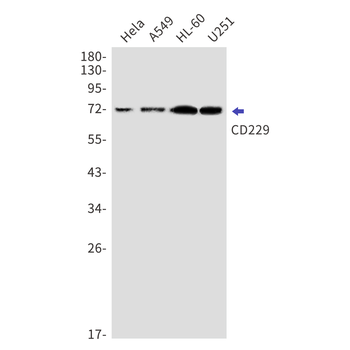 CD229 Rabbit mAb Antibody