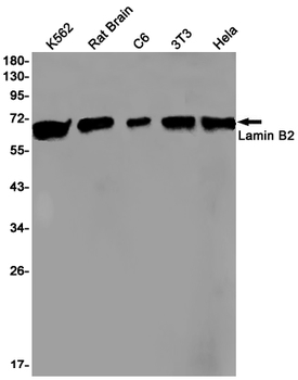 Lamin B2 Rabbit mAb Antibody