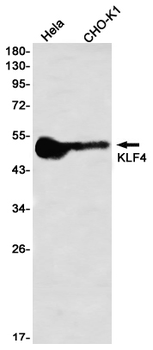 KLF4 Rabbit mAb Antibody