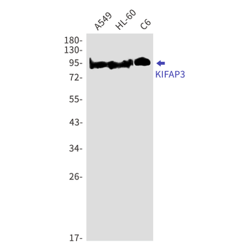 KIFAP3 Rabbit mAb