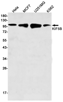 KIF5B Rabbit mAb