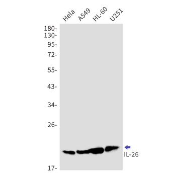 IL 26 Rabbit Monoclonal Antibody