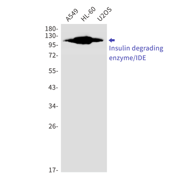 Insulin Degrading Enzyme Rabbit mAb Antibody