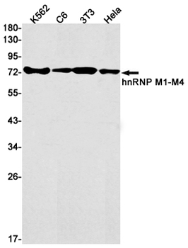 hnRNP M Rabbit mAb Antibody