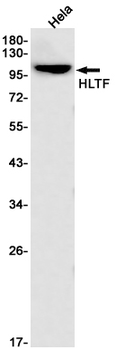 HLTF Rabbit mAb Antibody