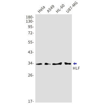 HLF Rabbit mAb Antibody
