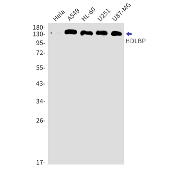 HDLBP Rabbit Monoclonal Antibody