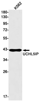 HAUS7 Rabbit mAb Antibody