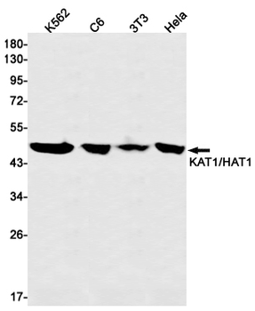 KAT1 Rabbit mAb Antibody