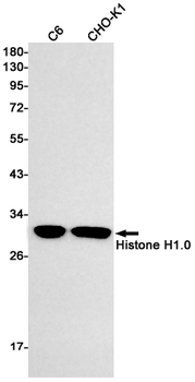 Histone H1.0 Rabbit mAb Antibody