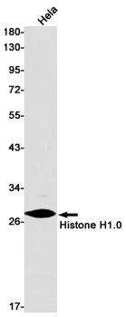 Histone H1.0 Rabbit mAb Antibody