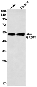 GRSF1 Rabbit mAb Antibody
