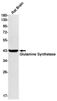 Glutamine Synthetase Rabbit mAb Antibody