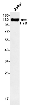 FYB Rabbit mAb Antibody