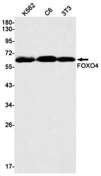 FOXO4 Rabbit mAb Antibody