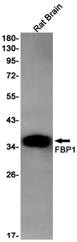 FBP1 Rabbit mAb