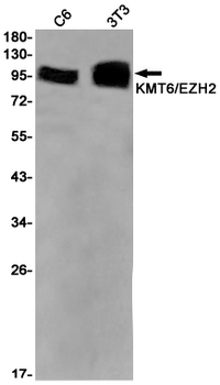 KMT6 Rabbit mAb Antibody