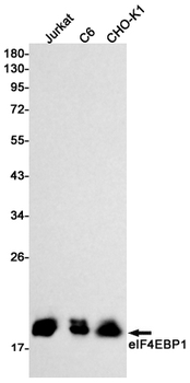 4E BP1 Rabbit mAb Antibody