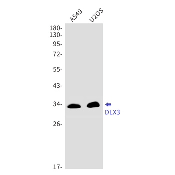 DLX3 Rabbit mAb Antibody
