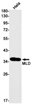 MLD Rabbit mAb Antibody