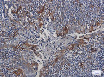 Cystatin C Rabbit Monoclonal Antibody