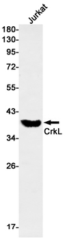 CrkL Rabbit Monoclonal Antibody
